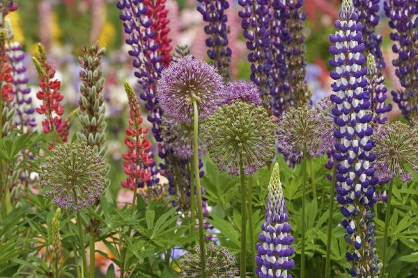 Oregon,Salem Flowers at Schreiners Iris Garden